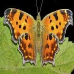 image of animal
