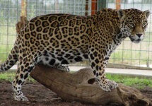 image of jaguar_car