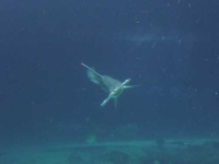 image of hammerhead