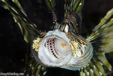 image of lionfish