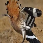 image of bird