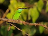 image of bee_eater #19