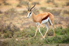 image of animal
