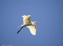 image of american_egret