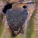 image of bird