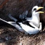 image of bird