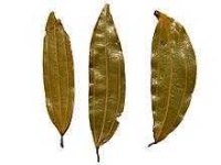 image of leaf