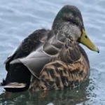 image of bird