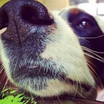 image of dog_nose