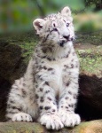 image of snow_leopard
