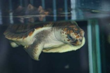 image of loggerhead