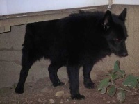 image of schipperke