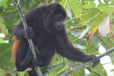 image of howler_monkey