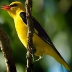 image of bird