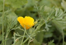 image of flower