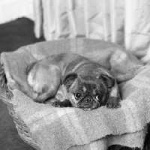 image of brabancon_griffon