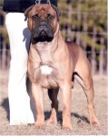 image of bull_mastiff