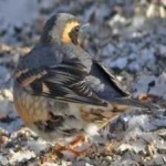 image of bird