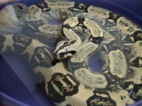 image of boa_constrictor
