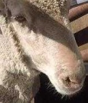image of animal
