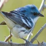 image of bird