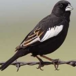 image of bird