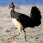 image of bird