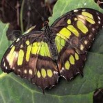 image of animal