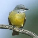image of bird