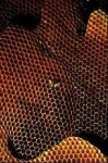 image of honeycomb