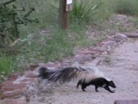 image of skunk