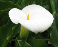 image of giant_white_arum_lily #33