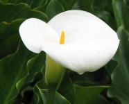 image of flower