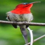 image of bird