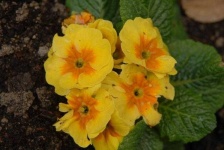 image of flower
