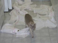image of paper_towel