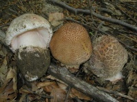 image of mushrooms