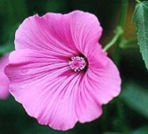 image of flower