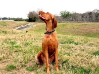 image of vizsla