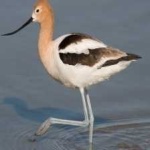 image of bird
