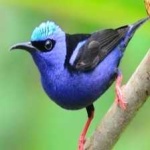 image of red_honey_creeper