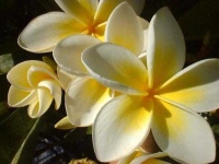 image of flower