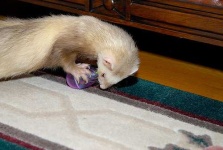 image of weasel