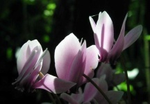 image of flower