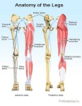 image of leg #3
