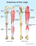 image of human_body_parts