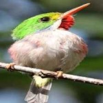 image of bird