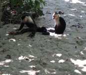 image of capuchin