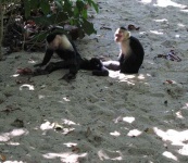 image of capuchin #18