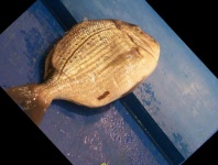 image of red_sea_bream #7